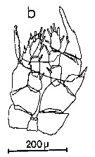 Espce Centropages chierchiae - Planche 14 de figures morphologiques