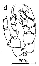 Species Centropages brachiatus - Plate 18 of morphological figures