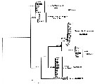 Espce Acartia (Acanthacartia) tonsa - Planche 35 de figures morphologiques