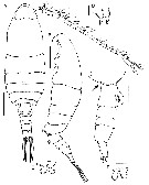 Espce Bestiolina mexicana - Planche 1 de figures morphologiques