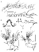 Espce Bestiolina mexicana - Planche 2 de figures morphologiques