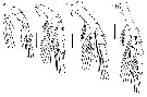 Espce Bestiolina mexicana - Planche 4 de figures morphologiques