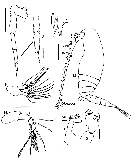 Espce Bestiolina mexicana - Planche 6 de figures morphologiques