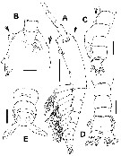 Espce Cymbasoma bitumidum - Planche 1 de figures morphologiques