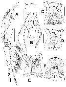 Species Cymbasoma dakini - Plate 1 of morphological figures