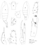 Espce Paraeuchaeta sarsi - Planche 7 de figures morphologiques