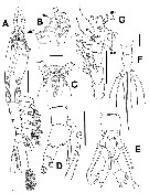 Espce Cymbasoma dakini - Planche 4 de figures morphologiques