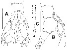 Espce Cymbasoma dakini - Planche 5 de figures morphologiques