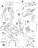 Species Cymbasoma rafaelmartinezi - Plate 2 of morphological figures
