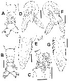 Espce Cymbasoma annulocolle - Planche 6 de figures morphologiques