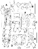 Espce Cymbasoma annulocolle - Planche 7 de figures morphologiques