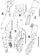 Espce Cymbasoma annulocolle - Planche 8 de figures morphologiques