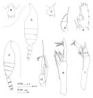 Espce Paraeuchaeta pseudotonsa - Planche 5 de figures morphologiques