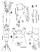 Species Cymbasoma bali - Plate 5 of morphological figures