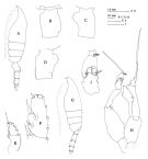 Espce Euchaeta media - Planche 5 de figures morphologiques