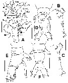 Species Cymbasoma bali - Plate 7 of morphological figures