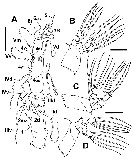 Espce Cymbasoma markhasevae - Planche 2 de figures morphologiques