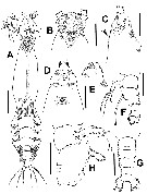 Species Cymbasoma lenticula - Plate 1 of morphological figures
