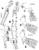 Espce Cymbasoma lenticula - Planche 4 de figures morphologiques