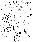 Species Cymbasoma lenticula - Plate 5 of morphological figures