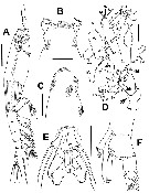 Species Cymbasoma buckleyi - Plate 1 of morphological figures