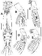 Species Cymbasoma buckleyi - Plate 2 of morphological figures