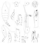 Espce Paraeuchaeta exigua - Planche 5 de figures morphologiques