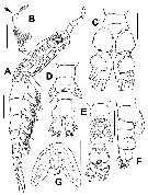 Espce Cymbasoma marioeduardoi - Planche 1 de figures morphologiques