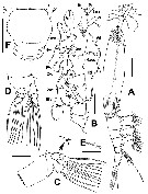 Species Cymbasoma fergusoni - Plate 1 of morphological figures