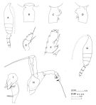 Espce Euchaeta acuta - Planche 4 de figures morphologiques