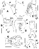 Species Cymbasoma fergusoni - Plate 2 of morphological figures