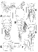Species Cymbasoma agoense - Plate 1 of morphological figures