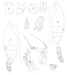 Species Euchaeta rimana - Plate 3 of morphological figures