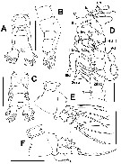Espce Cymbasoma clairejoanae - Planche 2 de figures morphologiques