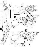 Species Cymbasoma tranteri - Plate 2 of morphological figures