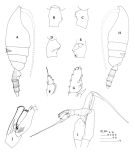 Espce Euchaeta marinella - Planche 3 de figures morphologiques