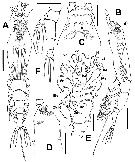 Species Cymbasoma paraconstrictum - Plate 1 of morphological figures