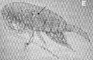 Espce Clausocalanus furcatus - Planche 25 de figures morphologiques