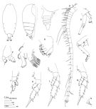 Espce Euchirella rostrata - Planche 5 de figures morphologiques