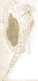 Espce Clausocalanus arcuicornis - Planche 29 de figures morphologiques