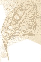 Espce Paracalanus parvus - Planche 40 de figures morphologiques