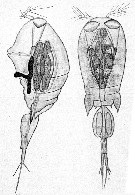 Espce Corycaeus (Corycaeus) crassiusculus - Planche 18 de figures morphologiques