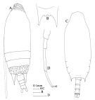 Espce Aetideus acutus - Planche 2 de figures morphologiques