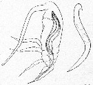 Espce Paracalanus parvus - Planche 44 de figures morphologiques