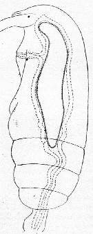 Espce Clausocalanus arcuicornis - Planche 31 de figures morphologiques