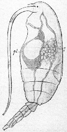 Espce Clausocalanus arcuicornis - Planche 30 de figures morphologiques