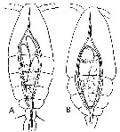 Espce Oithona similis-Group - Planche 43 de figures morphologiques