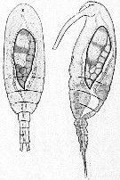 Species Paracalanus parvus - Plate 42 of morphological figures