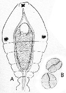 Espce Oithona nana - Planche 28 de figures morphologiques