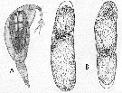 Species Oncaea media - Plate 20 of morphological figures